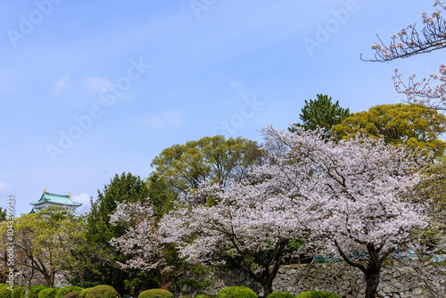 名古屋城内の桜