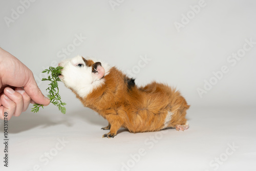 Meerschweinchen rosette tier Nager photo