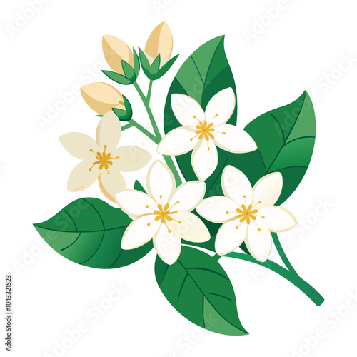 jasmine flower vector illustration