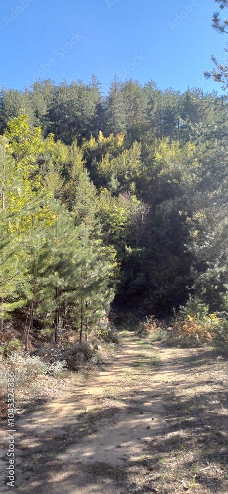 Fototapeta premium forest in autumn