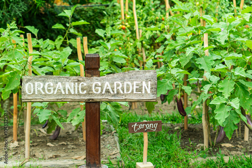Organic Garden with Eggplants and Signage