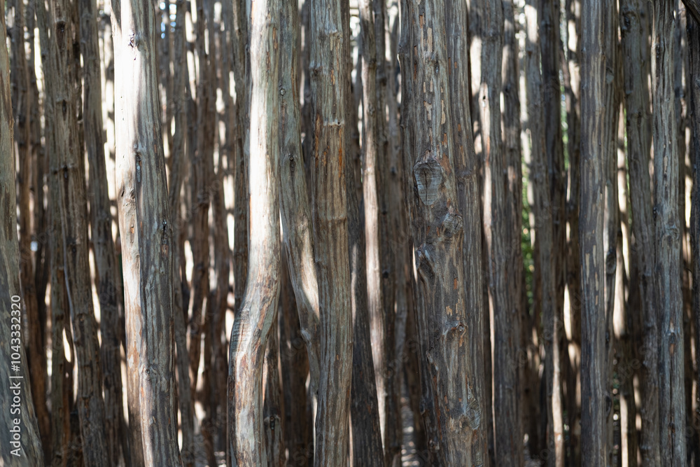 Obraz premium The texture of tree branches peeled from the bark. Vertically hanging thin logs. The subject of landscape design, the design of the territory of a country house. Close-up.