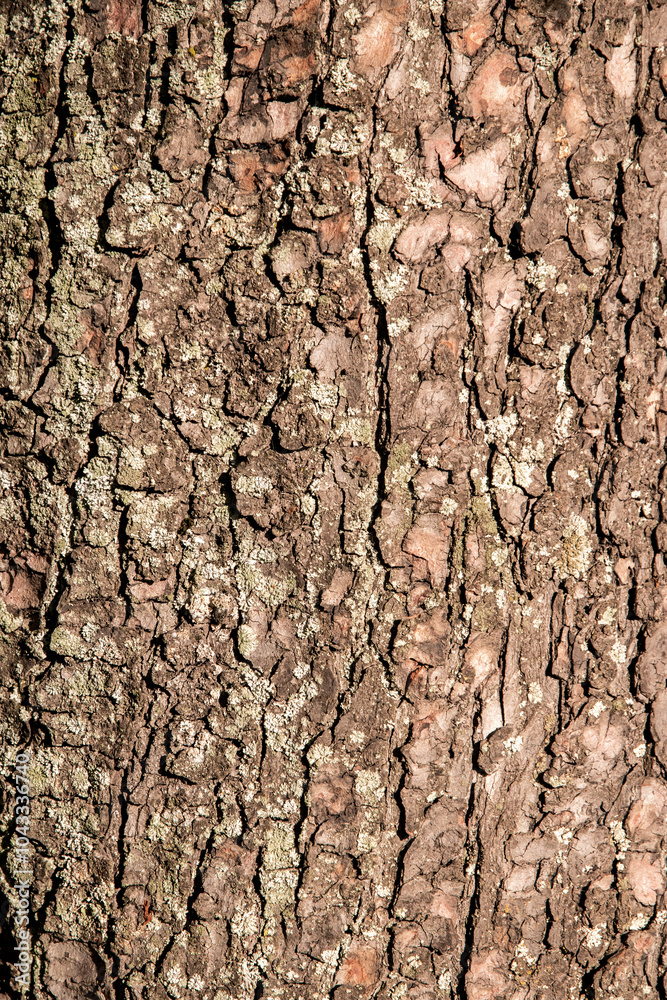 Detail of tree bark closeup as natural and texture background Detail of tree bark closeup as natural and texture background
