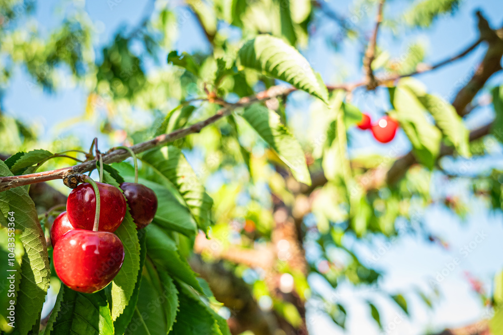 Obraz premium 果物 さくらんぼ