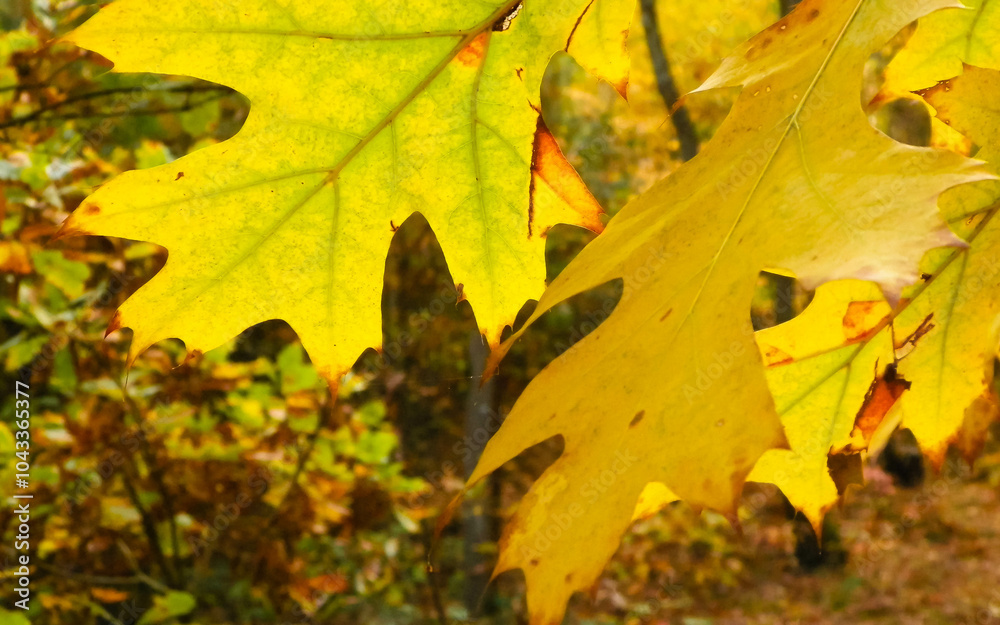 The fall is coming. Autumn leaves as nature background. The fall is coming. Autumn leaves as nature background.