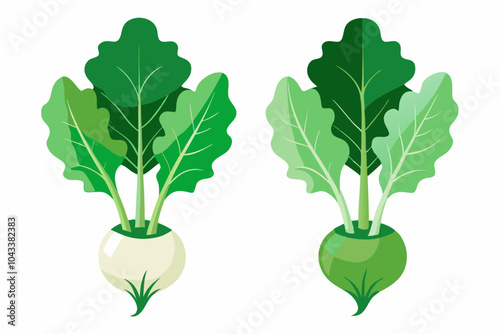 Green Vegetables with Lettuce Leaf and Turnip Vector