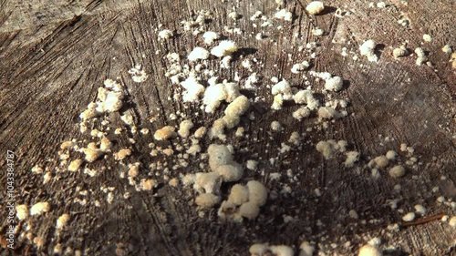 Split-gill mushroom Schizophyllum commune - saprophytic wood fungus on an old oak tree stump in a garden, Ukraine photo