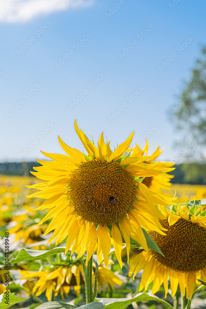 Fototapeta premium 北海道 北竜町のひまわり畑