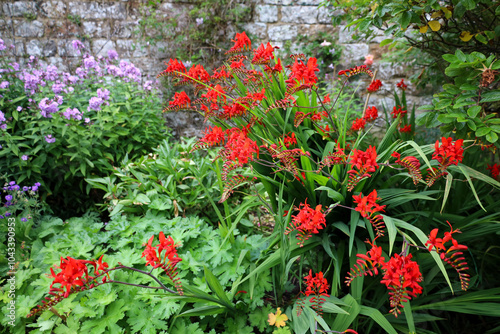 Red flowers of Crocosmia blooming in the garden