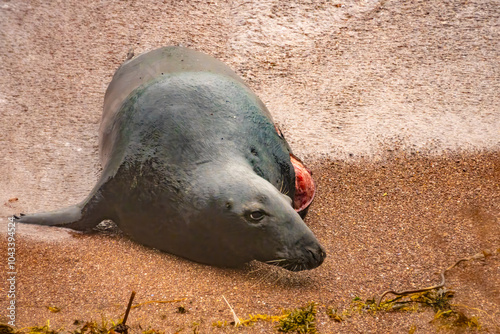 Sad sighting of seal having lost a flipper/limb from a white shark attack, Percé, Gaspésie peninsula, Quebec, Canada photo