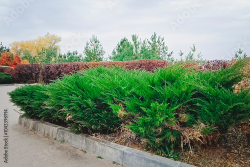 Cossack juniper ( lat. Juniperus sabina). Garden art/ design/ landscape. Topiary. A beautiful flowerbed with Cossack juniper and other ornamental plants. photo