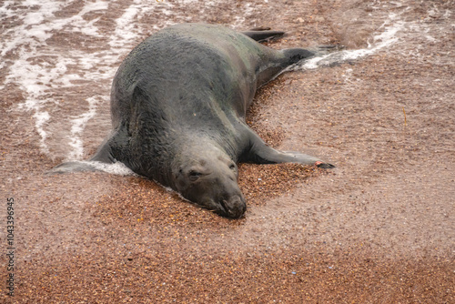 A seal returning to the beach exausted after a white shark attempted attack, Bonaventure Island, Percé, Gaspésie peninsula, Quebec, Canada photo