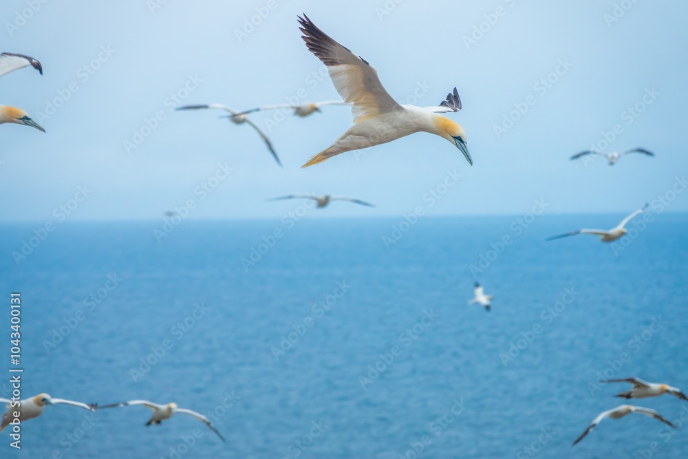 Huge colonies of northern gannets breeding at the edge of cliffs on Bonaventure Island, Percé, Gaspésie peninsula, Quebec, Canada Huge colonies of northern gannets breeding at the edge of cliffs on Bonaventure Island, Percé, Gaspésie peninsula, Quebec, Canada