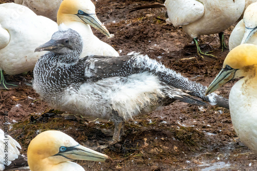 Late commer, a young northern gannet chick born at the end of the season with lower chances of survival, Bonaventure Island, Percé, Gaspésie peninsula, Quebec, Canada