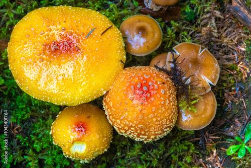 Colorful fungi in the forests of Bonaventure Island National Park, Percé, Gaspésie peninsula, Quebec, Canada photo