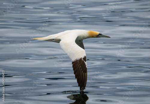 The skillfull flight of the northern gannet (fou de bassan) with its wing tips touching the water surface, Percé, Gaspésie peninsula, Quebec, Canada photo