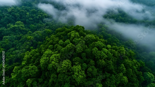 Aerial view of a lush forest with fog.