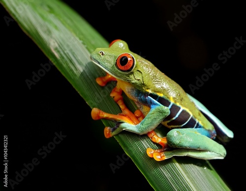 Agalychnis callidryas, known as the red-eyed tree frog, is an arboreal hylid native to Neotropical  photo