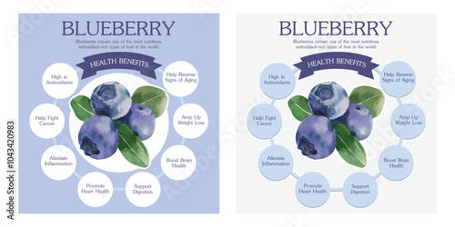 Blueberry health benefits and nutrition infographics. Superfood Vaccinium berry nutrients and vitamins information. Healthy detox natural product info.