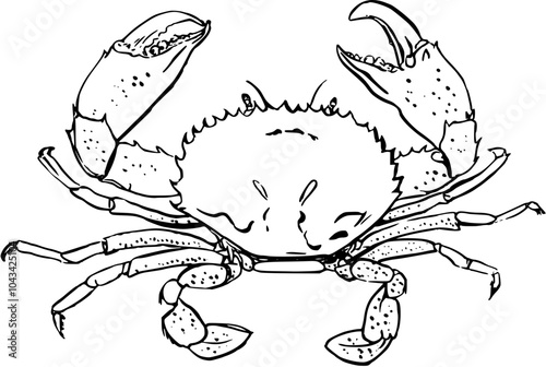 Seafood crab. Hand drawn vector illlustation on white background