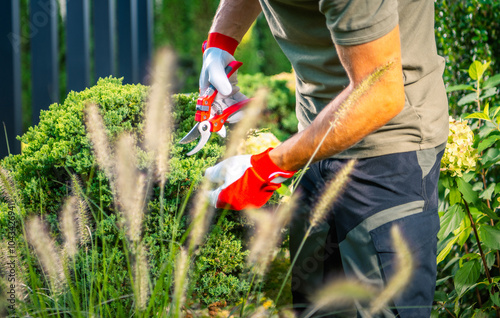 Gardener Pruning Bushes With Shears in a Sunny Backyard During Springtime