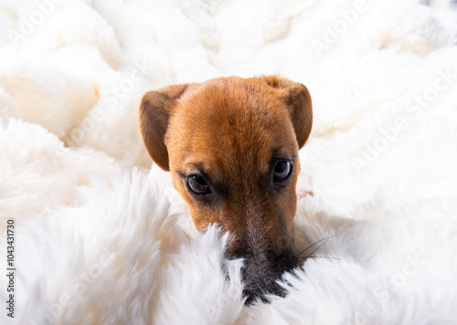 Chiot Jackrussel