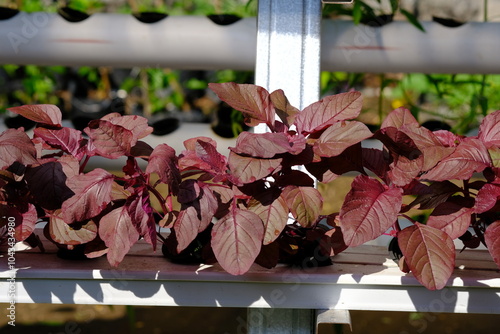 Amaranthus gangeticus is the scientific name for red spinach. This red spinach is cultivated by the hydroponic method. Red spinach has benefits for human health and has high economic value. Macro. photo