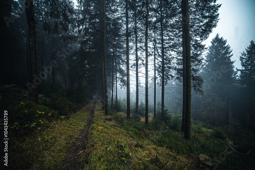 Foggy Forest Path Amidst Tall Pines – A Tranquil Journey through Nature