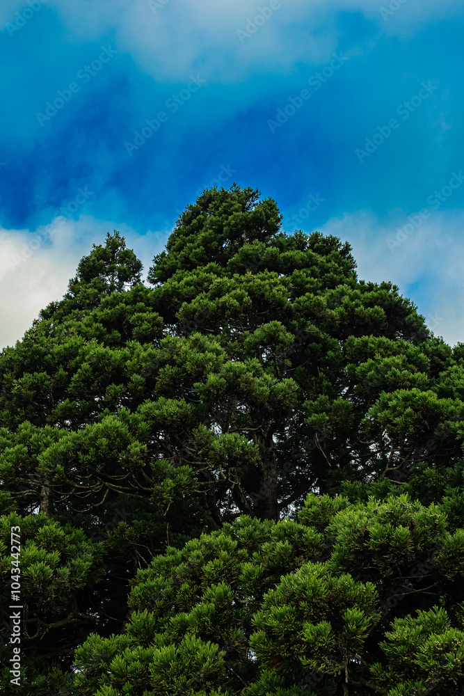 Obraz premium 山形県 鮭川村 小杉の大杉