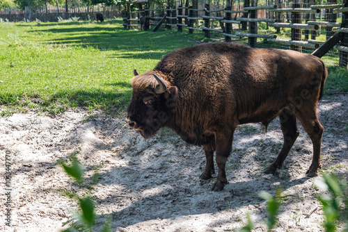 Bison standing on a sandy area surrounded by green grass and wooden fencing. Bison, often called buffalo, are iconic mammals native to North America.