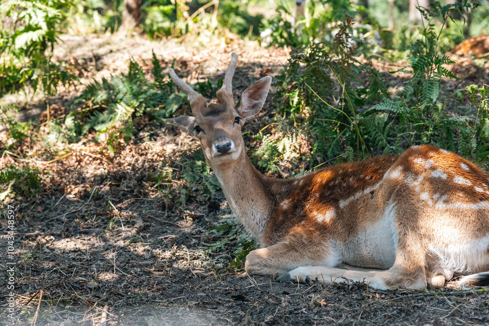 Young deer resting on the ground among ferns and trees. Baby spotted deer lying on the ground in a close-up at a petting zoo. Young deer resting on the ground among ferns and trees. Baby spotted deer lying on the ground in a close-up at a petting zoo.