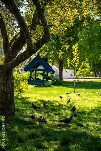 Pigeons in a spring park on the grass and near a tree and a large feeder in the shape of a house