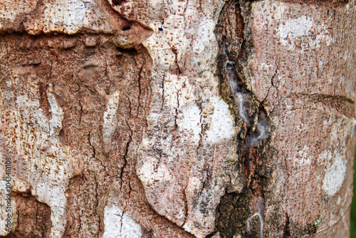 Bark pattern, the value of nature, reddish-gray color, characteristics of bark in tropical Asian countries