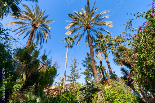 Wallpaper Mural Jardin Majorelle botanical garden in Marrakesh, Morocco Torontodigital.ca