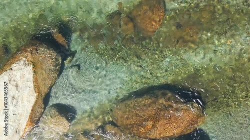 fish in river