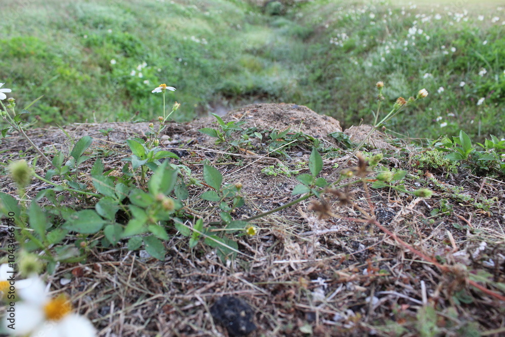 Fototapeta premium Close-up and nature-based pictures