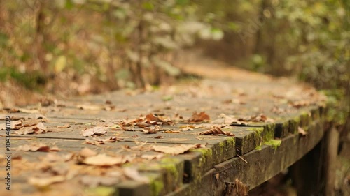 Bicycle riding on a wooden trail covered with autumn leaves in a forest. Mountain Rider Across a Wooden Bridge photo