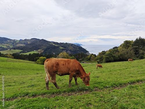 A cow in Flysch Zumaia Geopark, Basque Country, Spain