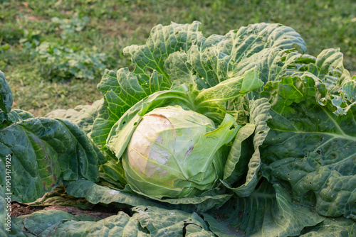 Cabbage in the garden, private farm - green head of cultivated cabbage. French garden vegetables close up photo