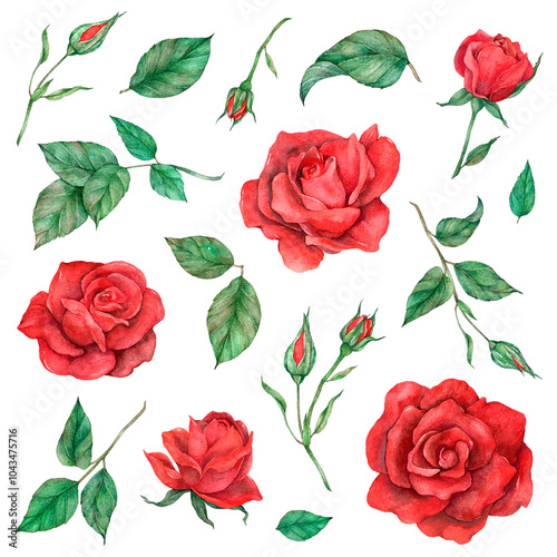 Png rose and leaf set transparent background