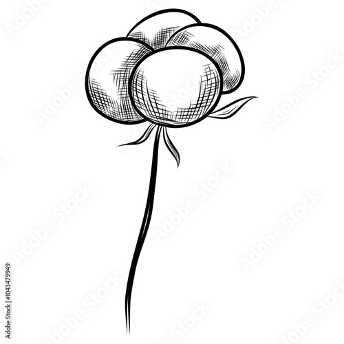 Hand Drawn Cotton Flower Engraved Illustration. Cotton Balls isolated on white background. Cotton Plant Black and white illustration. 