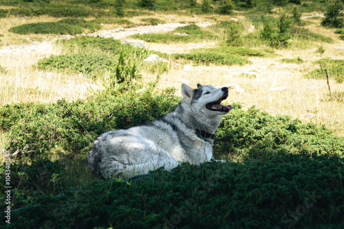Siberian Husky lying down on the grass 