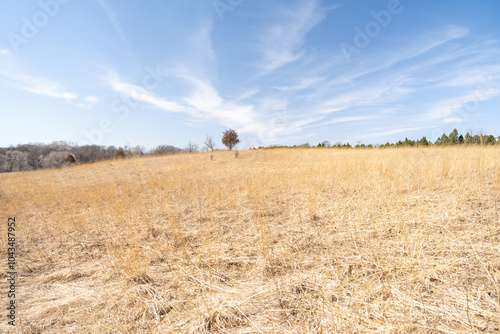 Views of dried prairie and trees during a sunny spring day at a MN state park. photo