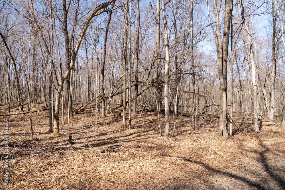 Views of dried prairie and trees during a sunny spring day at a MN state park. Views of dried prairie and trees during a sunny spring day at a MN state park.