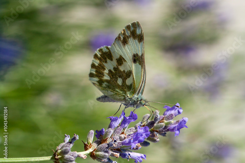 Butterfly. Eastern Bath White. Pontia edusa. photo