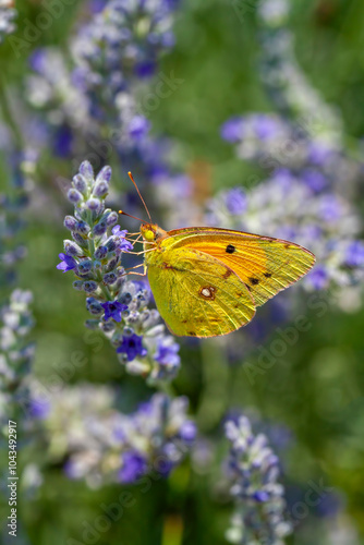 Yellow magnificence (Colias...