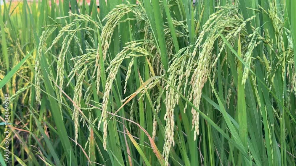 4k video of rice ready to be harvested in a paddy field.