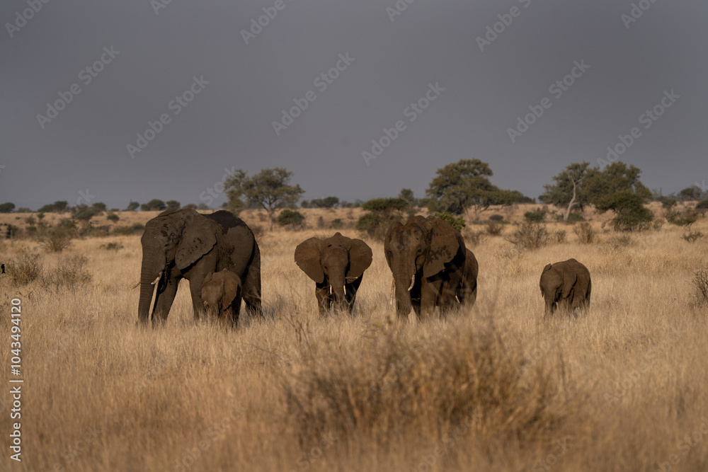 Family of african elephant near the water dam. Herd of elephants with small calf. Safari in Kruger national park. Family of african elephant near the water dam. Herd of elephants with small calf. Safari in Kruger national park.