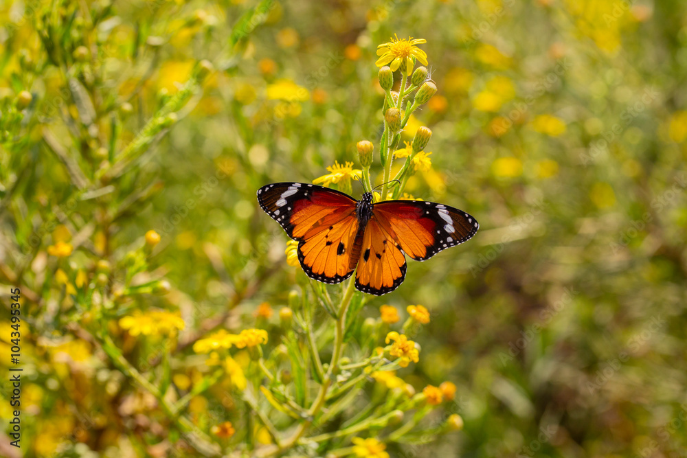 Sultan butterfly on plant ; Danaus chrysippus butterfly Sultan butterfly on plant ; Danaus chrysippus butterfly