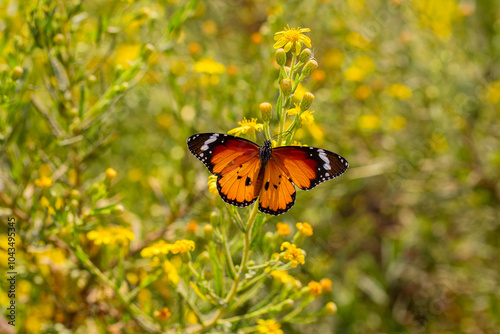Sultan butterfly on plant ;...